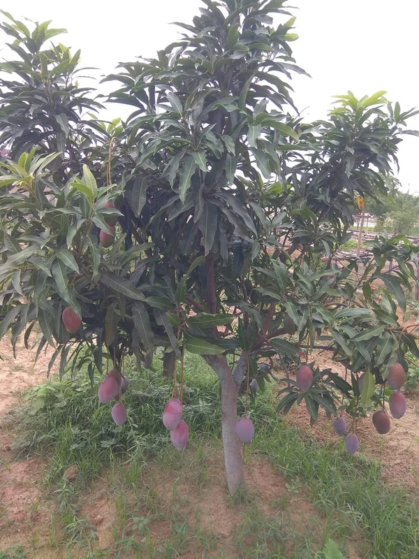Ambika Mango