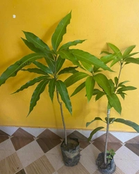 Ambika Mango