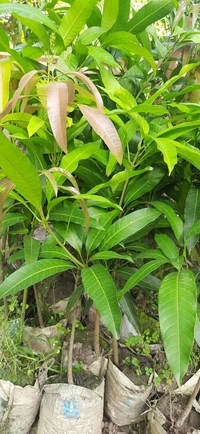 Ambika Mango