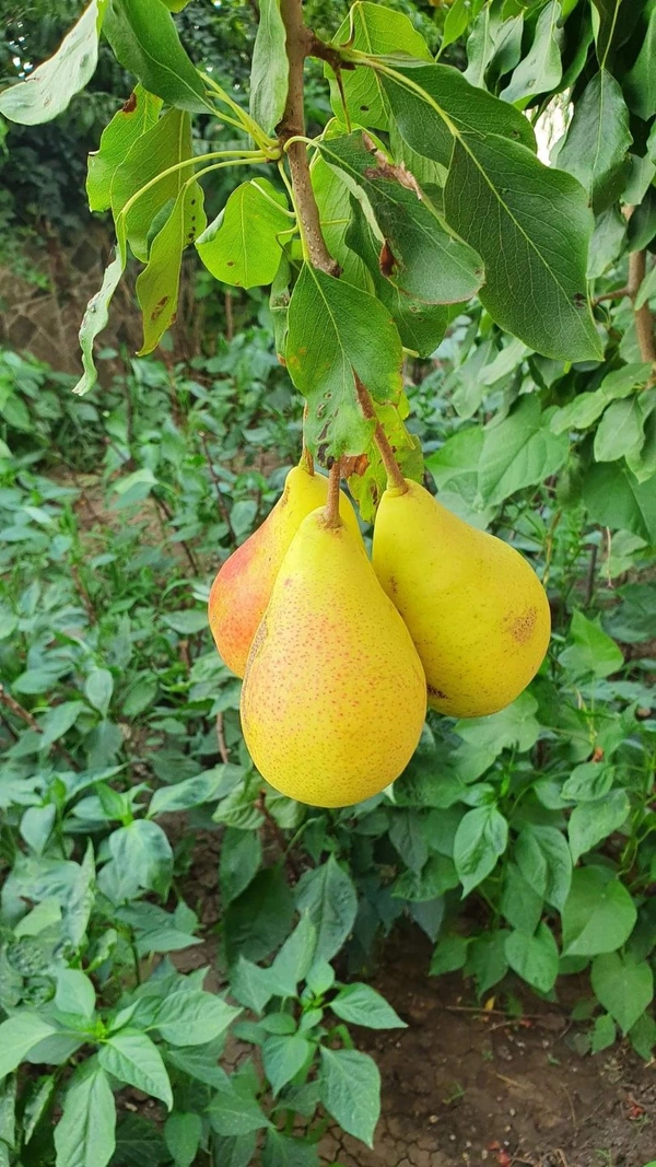 Pear (Nashpati) 