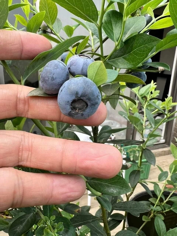 Blueberry (Biloxi)