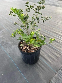 Blueberry (Biloxi)