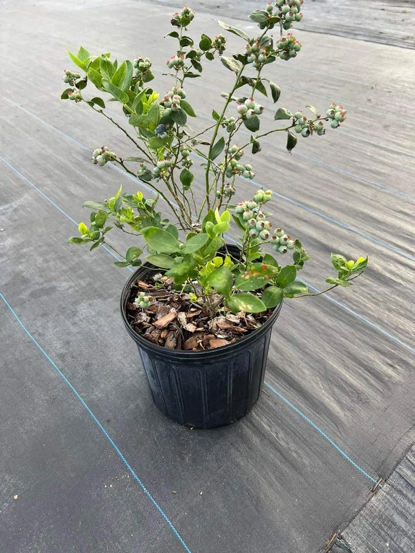 Blueberry (Biloxi)