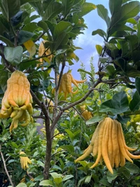 Finger Lemon