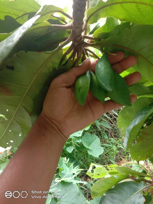 Wood Nut (Indian Almond)
