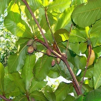 Wood Nut (Indian Almond)