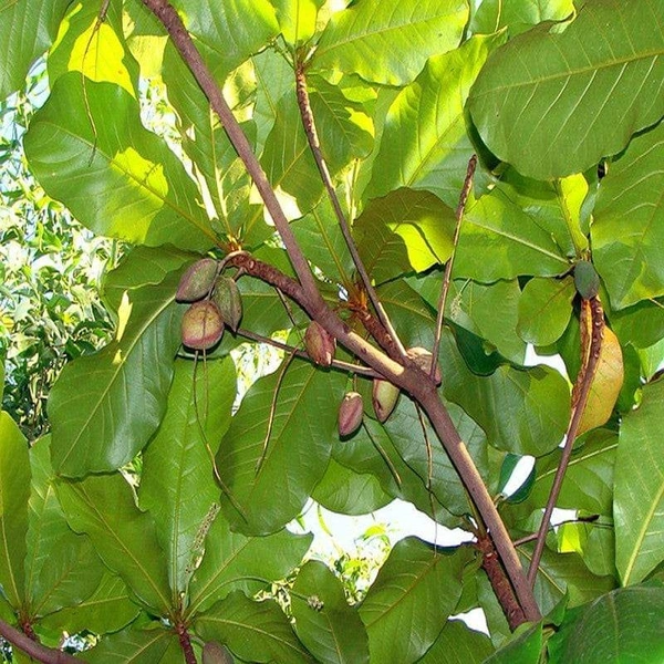 Wood Nut (Indian Almond)