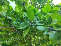 Wood Nut (Indian Almond)