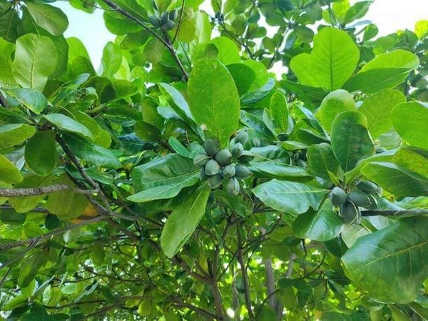 Wood Nut (Indian Almond)