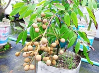 Longan  ( Brown, Thai ) 