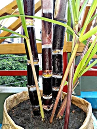 Black Philippines Sugarcane 