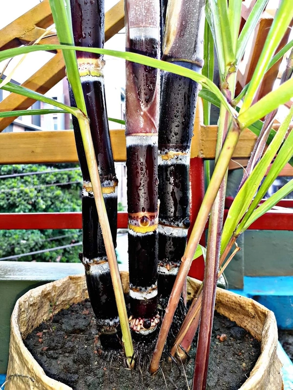 Black Philippines Sugarcane 