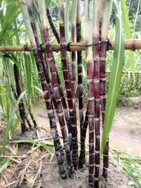 Black Philippines Sugarcane 