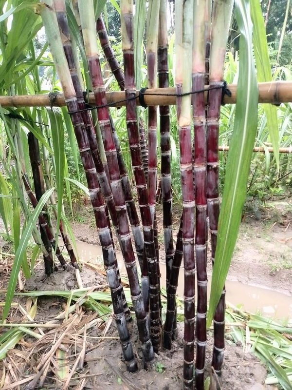 Black Philippines Sugarcane 