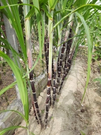 Black Philippines Sugarcane 