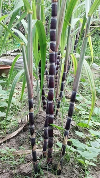 Black Philippines Sugarcane 