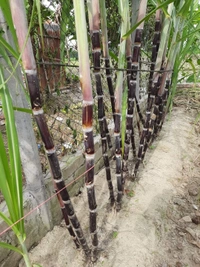 Black Philippines Sugarcane 