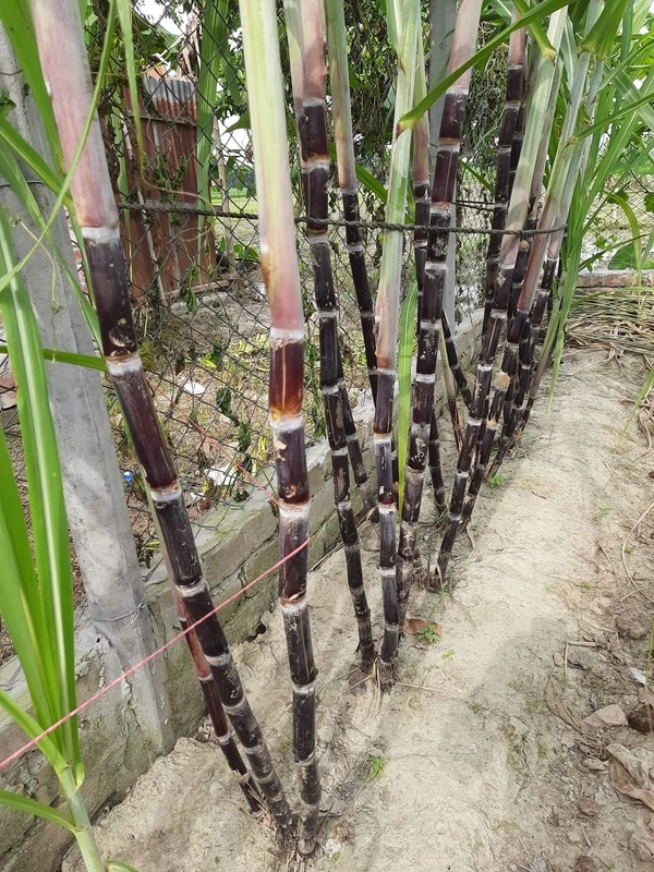 Black Philippines Sugarcane 