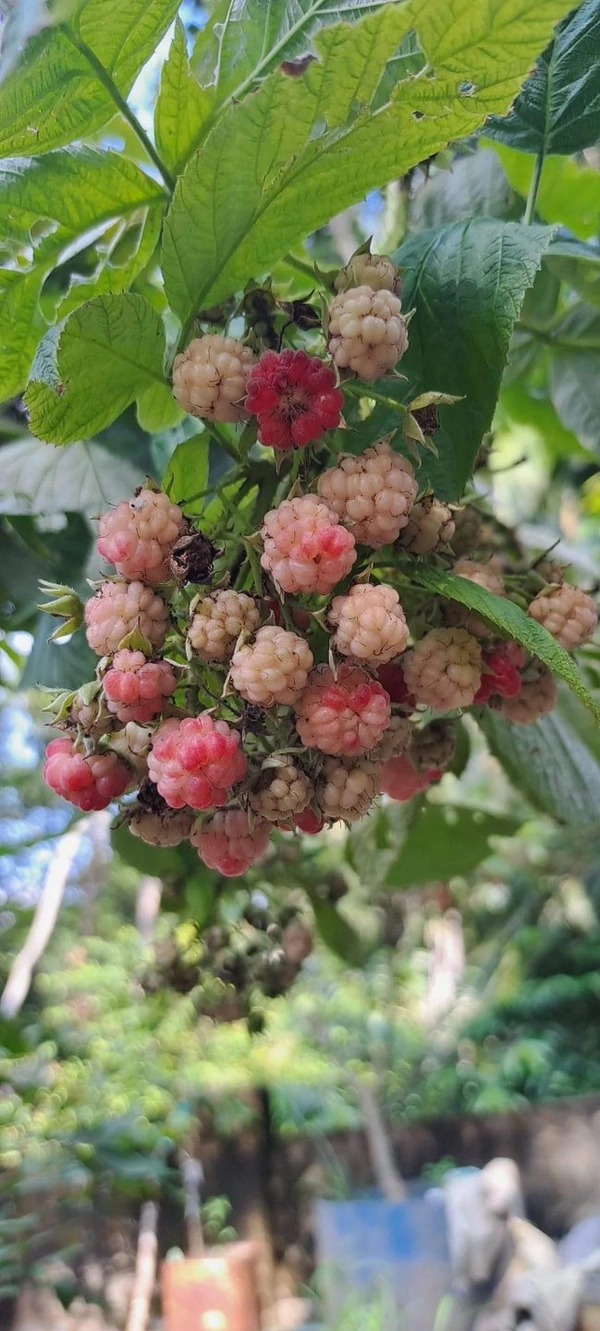 Ruspberry
