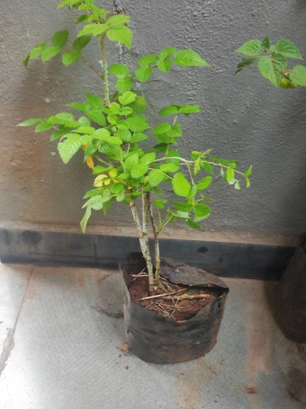 Ruspberry