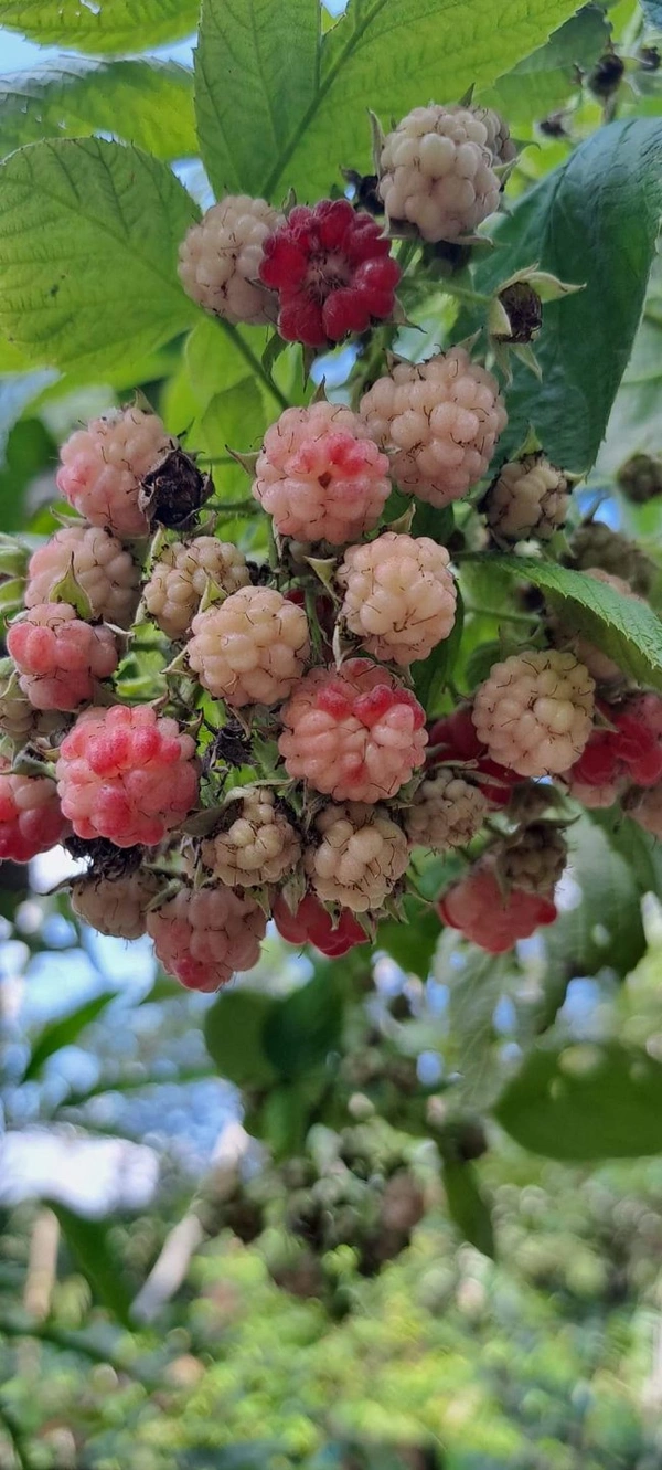 Ruspberry