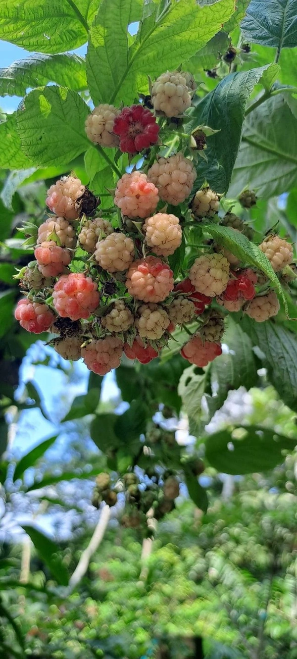 Ruspberry