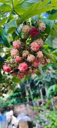 Ruspberry