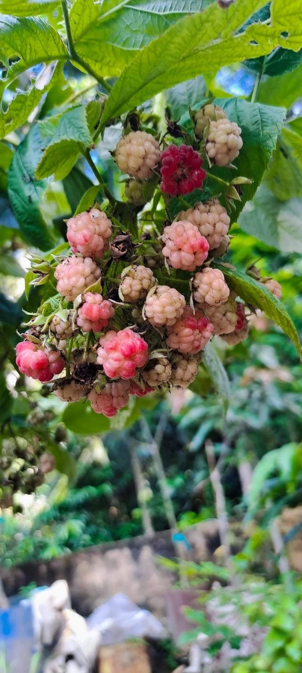 Ruspberry