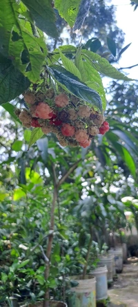 Ruspberry