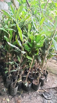 Macadamia Nut