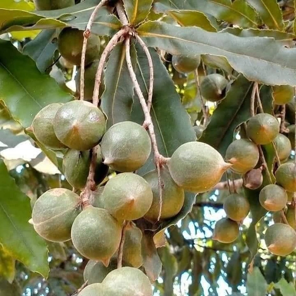 Macadamia Nut