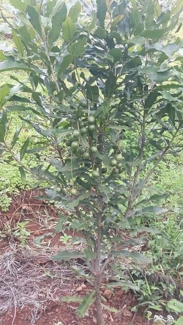 Macadamia Nut