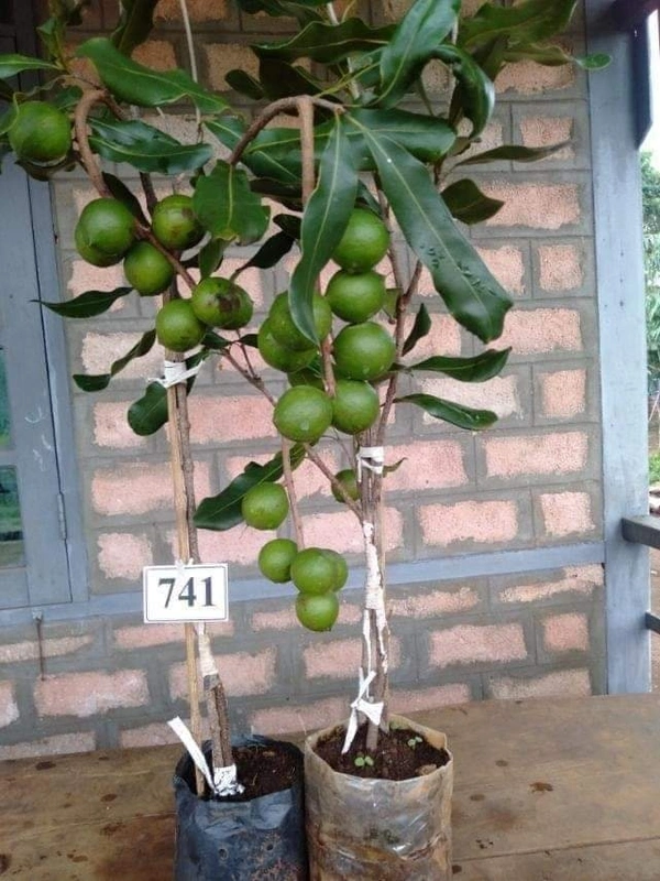 Macadamia Nut