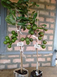 Macadamia Nut