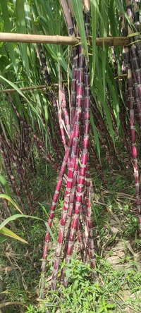Black Philippines Sugarcane 