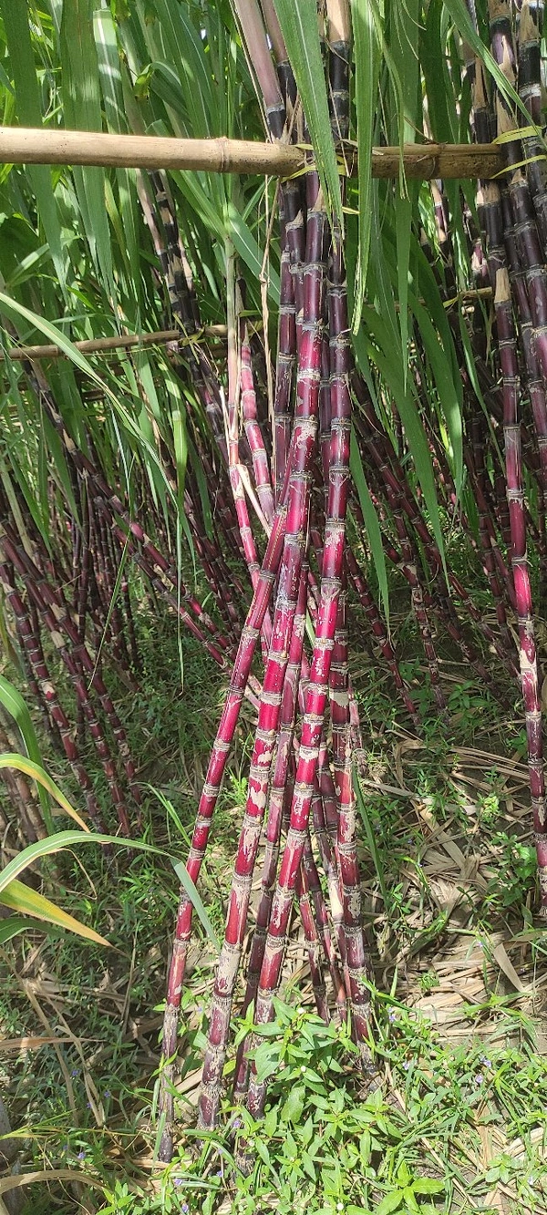 Black Philippines Sugarcane 