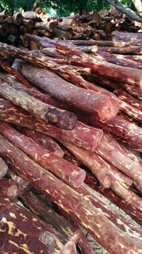 Red Sandalwood ( 2 Plants ) 
