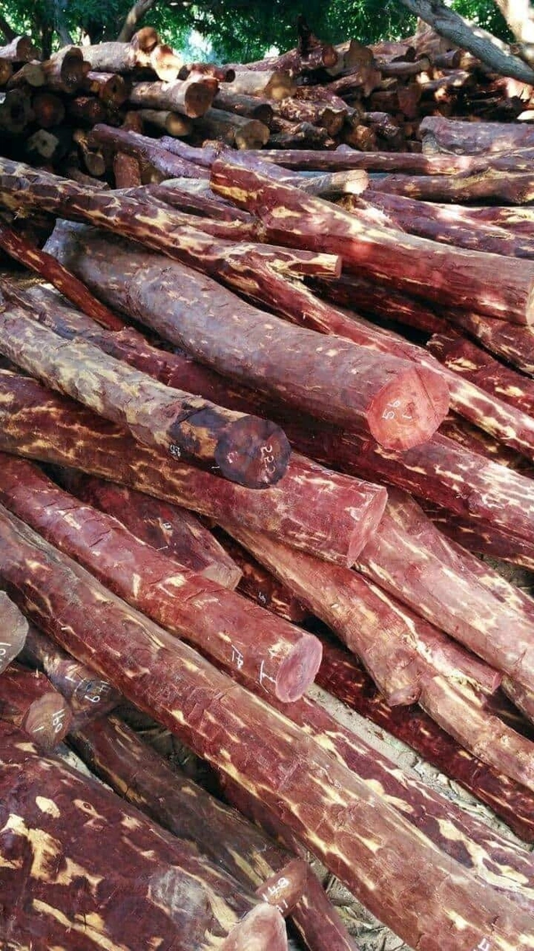 Red Sandalwood ( 2 Plants ) 