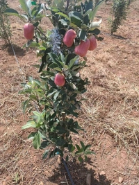 Anna Apple 