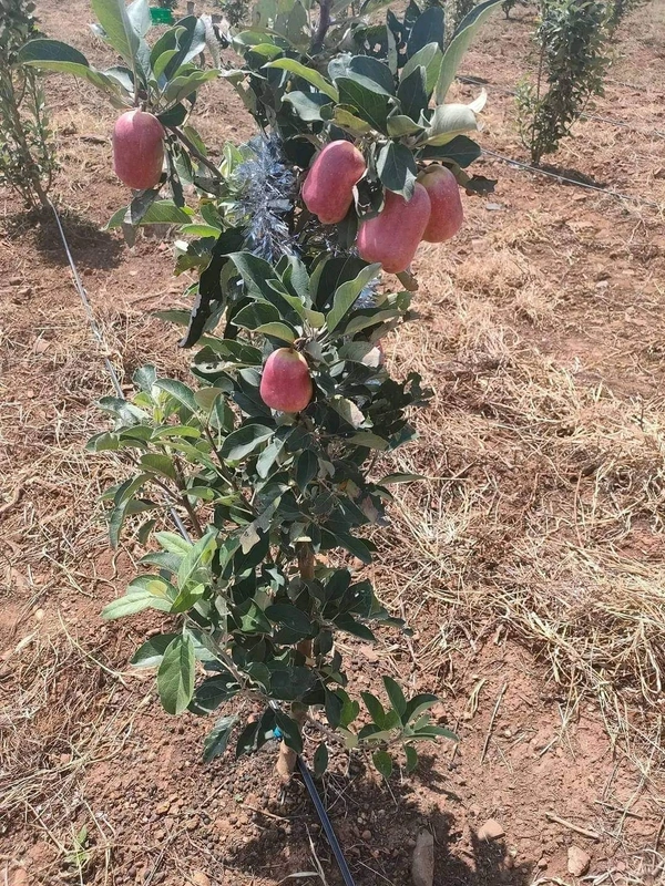 Anna Apple 
