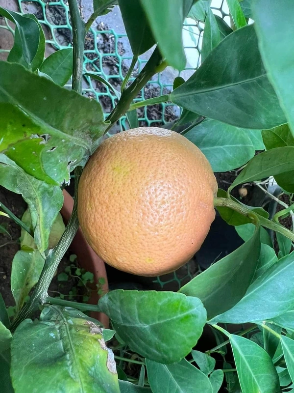 Pink Lemon 