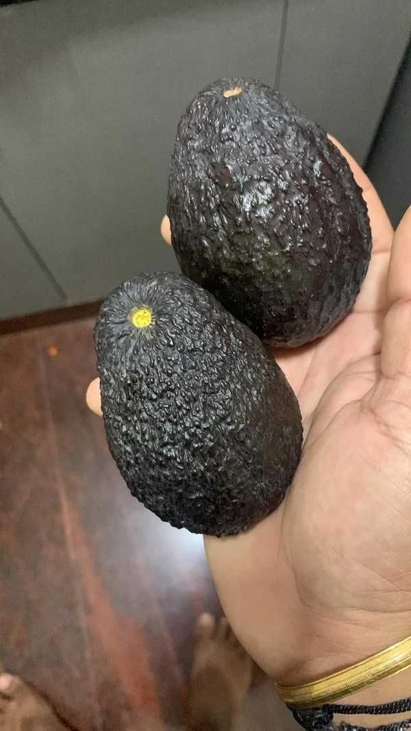 Carmen Avocado (Red)