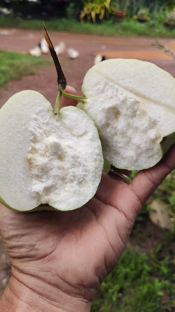 White Diamon Guava (Japanese)