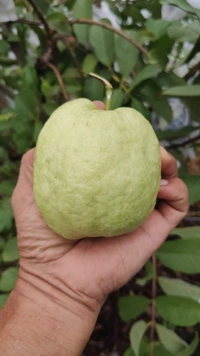 White Diamon Guava (Japanese)