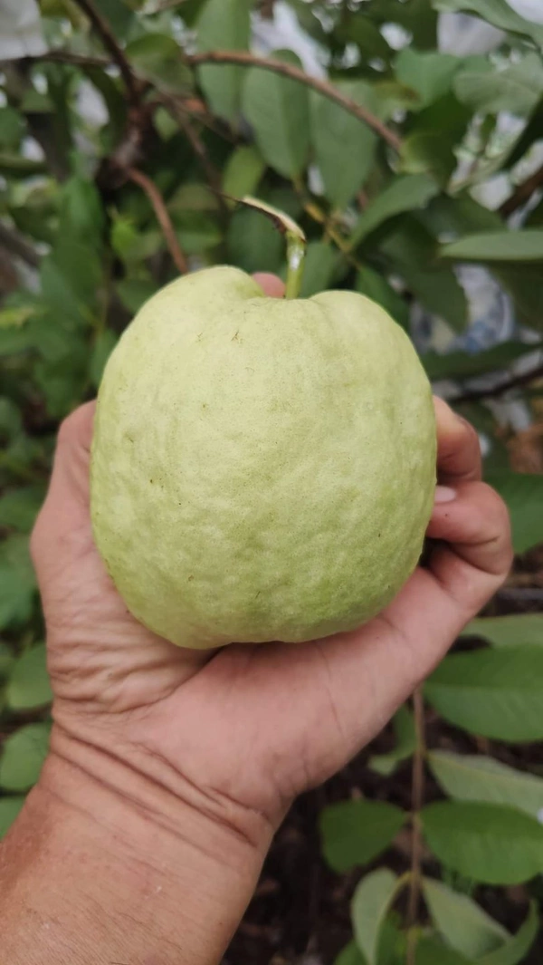 White Diamon Guava (Japanese)