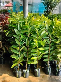 White Diamon Guava (Japanese)