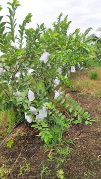 White Diamon Guava (Japanese)