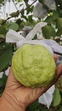 White Diamon Guava (Japanese)