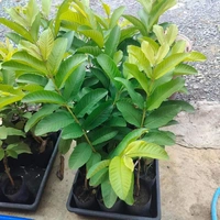 White Diamon Guava (Japanese)