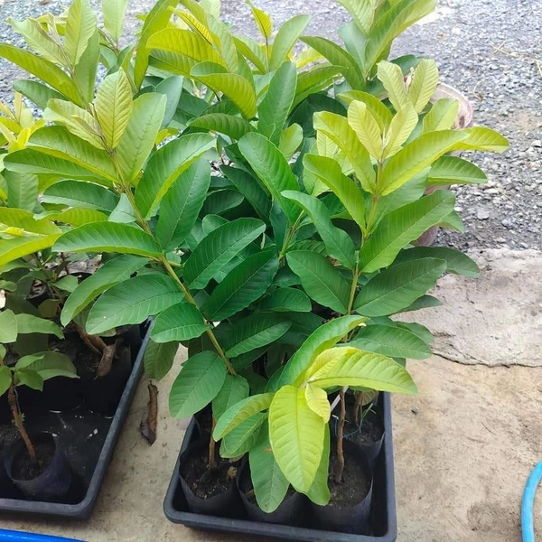 White Diamon Guava (Japanese)